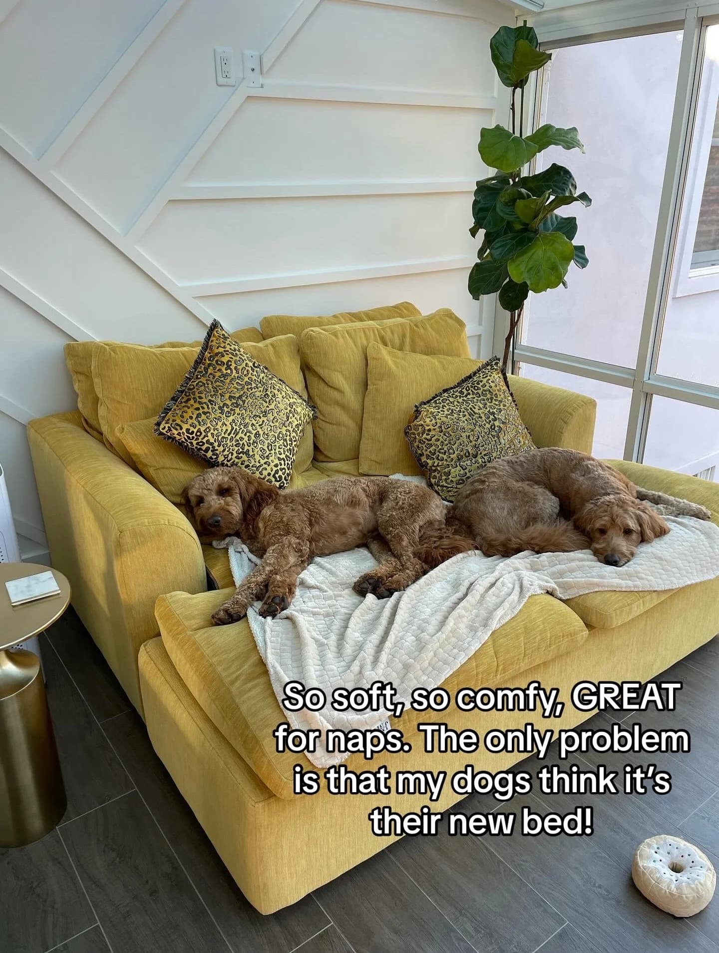 Cozy Sofa — Lifestyle with Pets