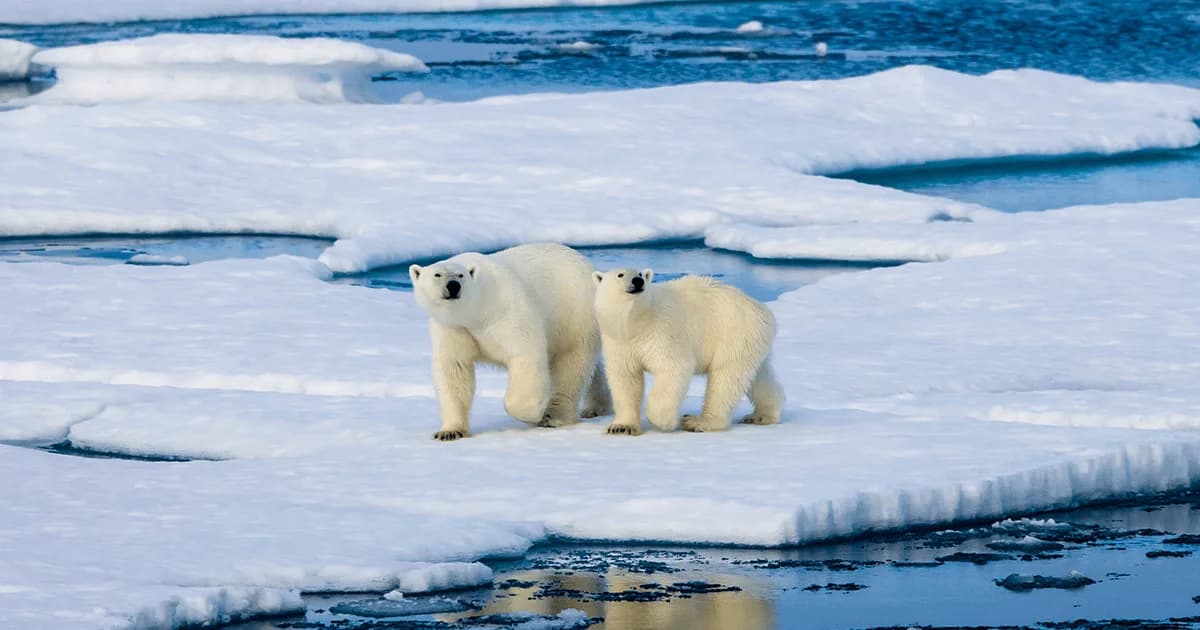 Polar Bears on Ice — Serene Wildlife Scene