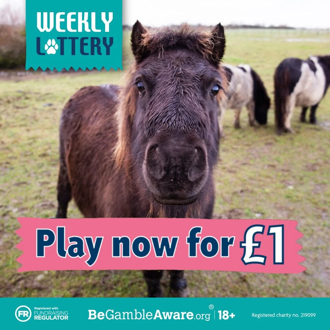 Weekly Lottery — Cute Pony Hero Shot