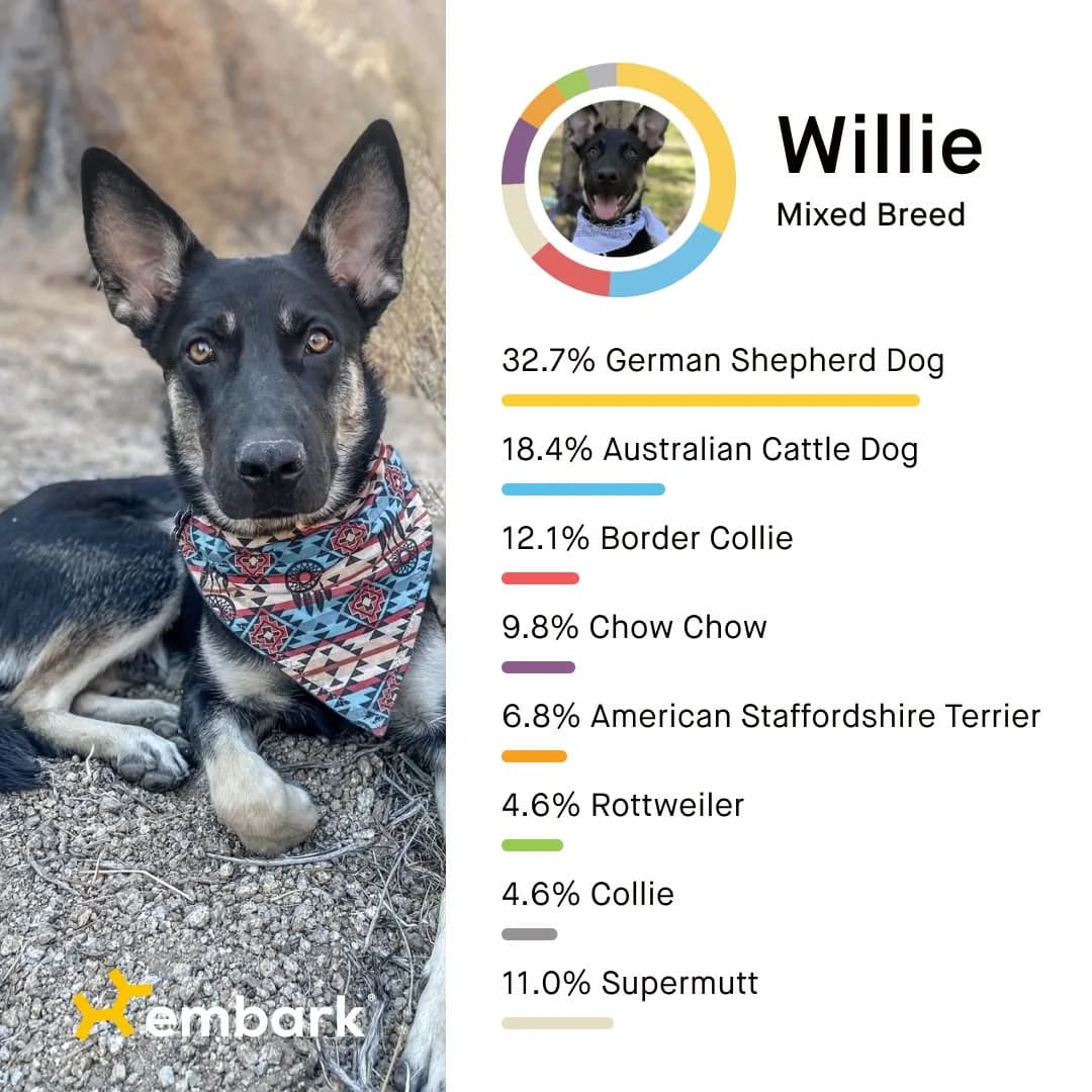 Embark Willie — Split Screen Breed Results