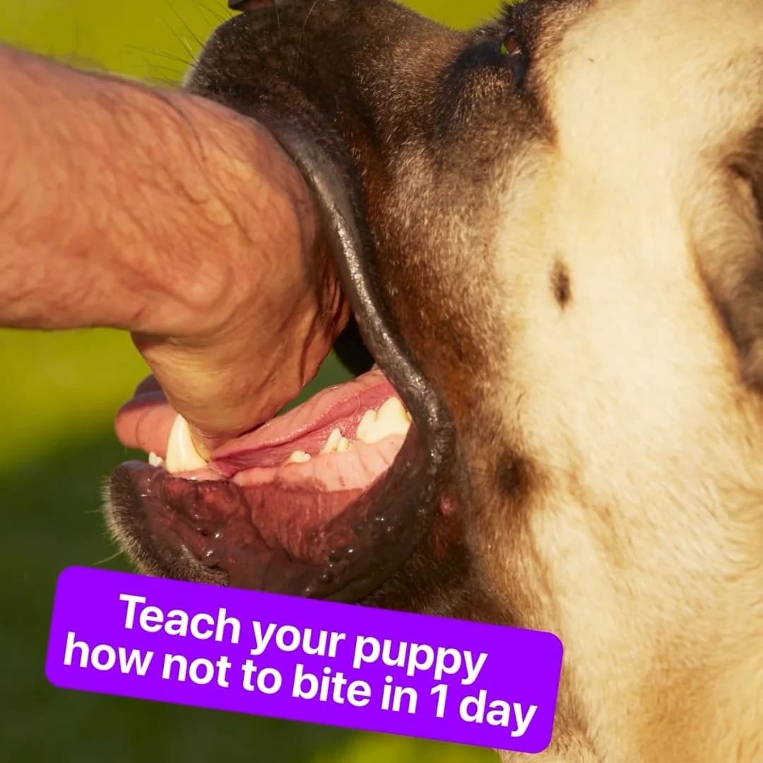 Puppy Biting Problem — Close-up Action Shot