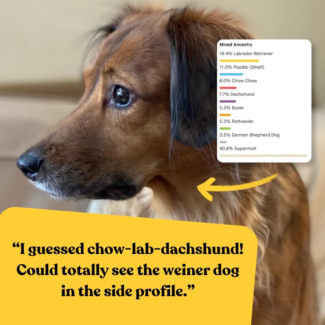 Dog DNA Test — Testimonial Overlay