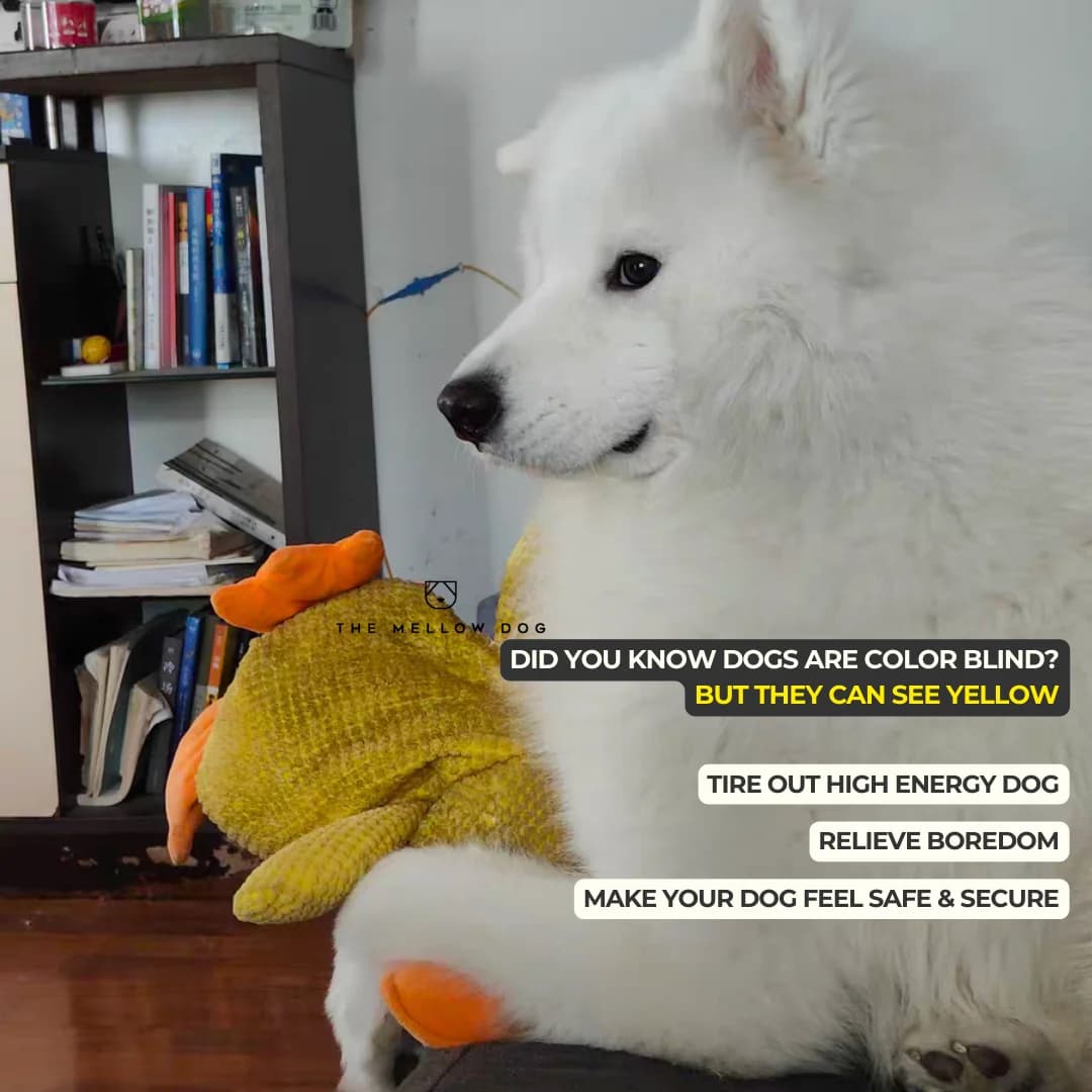 The Mellow Dog — Educational Pet Lifestyle Shot