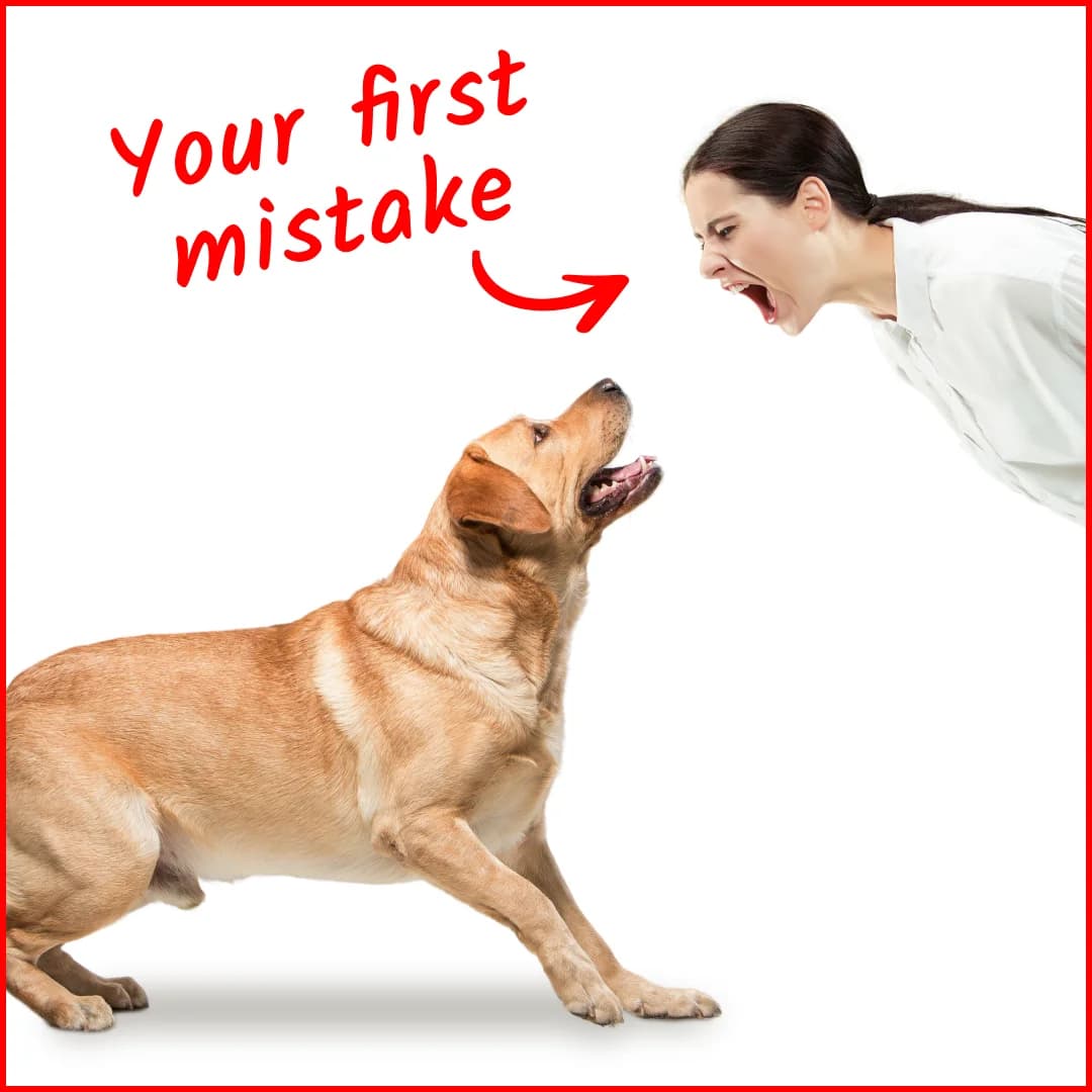 Dog Training — Problem/Solution Visual