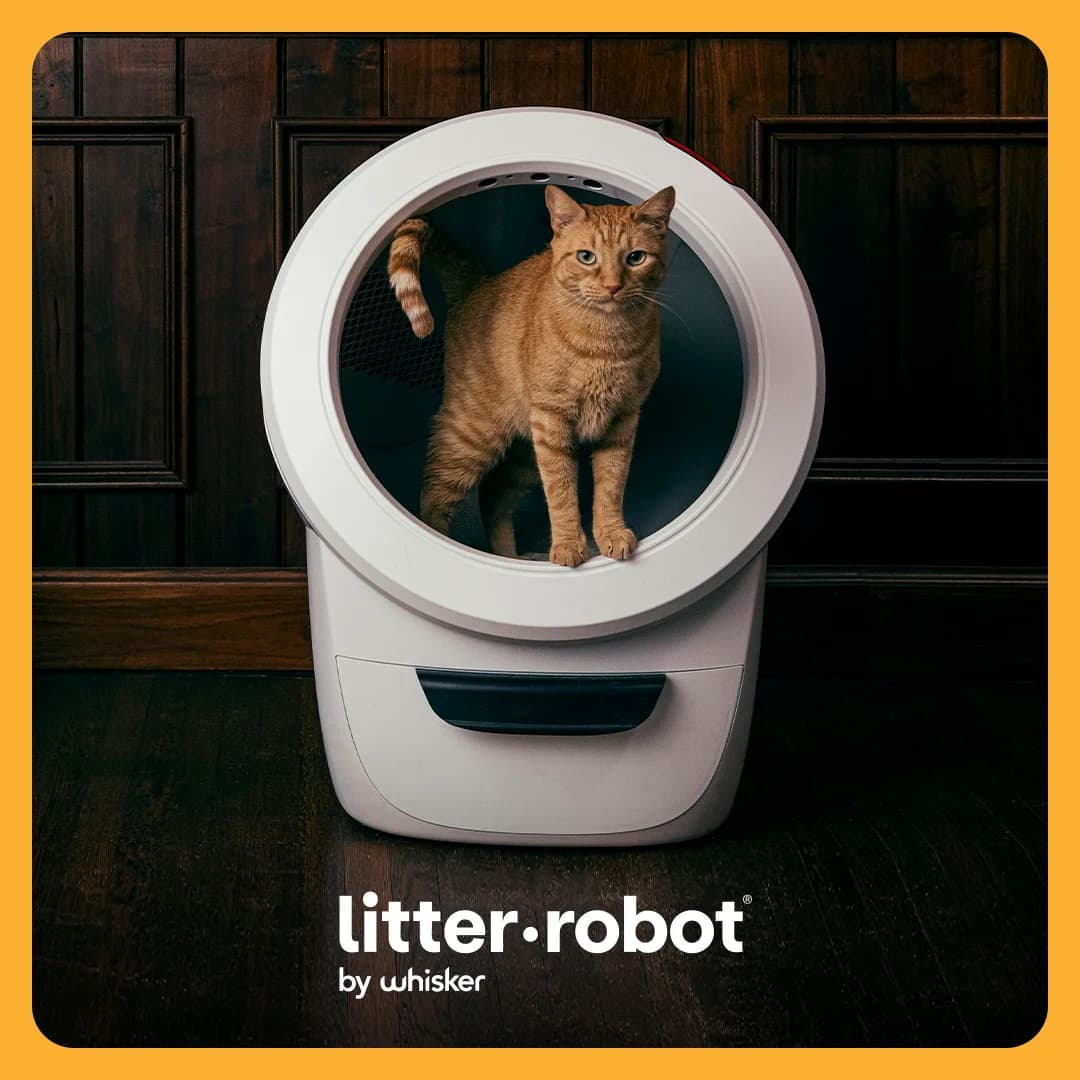 Litter-Robot Cat in Product — Lifestyle Shot