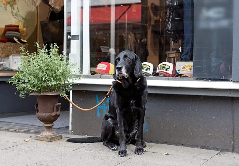 Patient Dog Outside Shop — Candid Lifestyle Shot