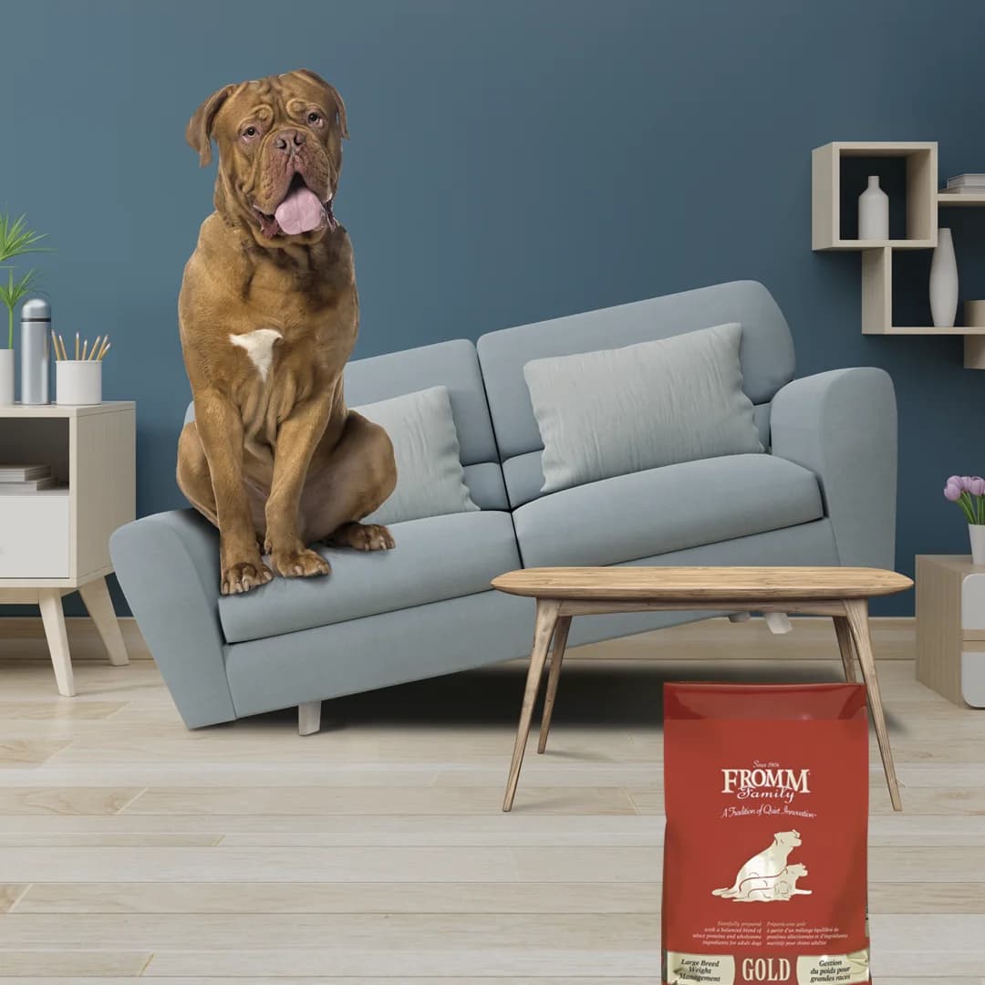Fromm Family Dog Food — Playful Lifestyle Shot