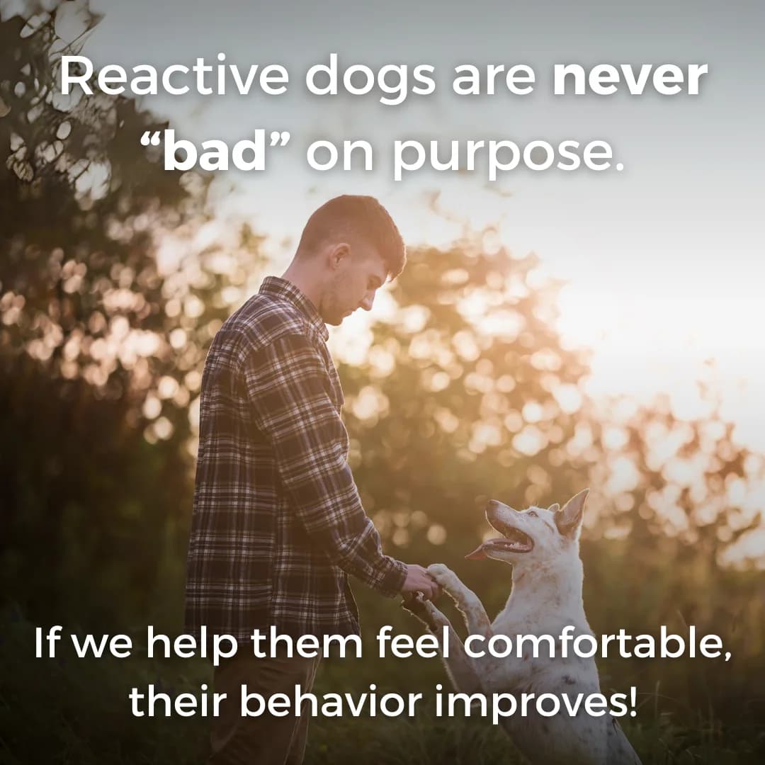 Dog Behavior Education — Empathetic Lifestyle Shot