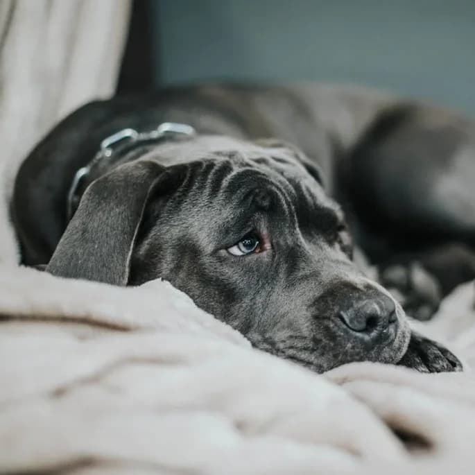Melancholy Dog — Cozy Lifestyle Shot
