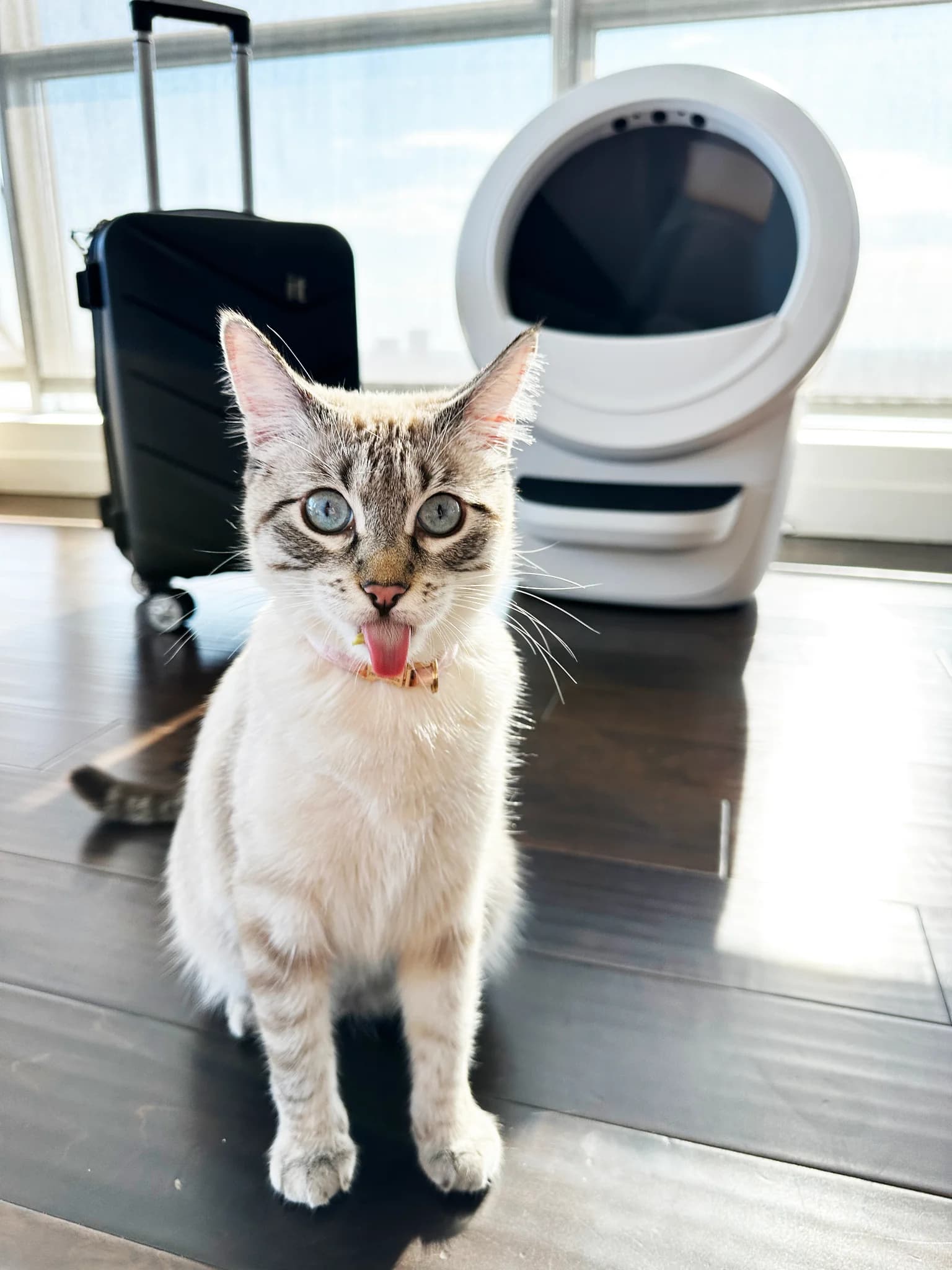 Litter-Robot 4 — Playful Pet Lifestyle Shot