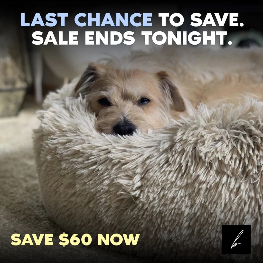Cozy Pet Bed — Urgent Sale with Dog
