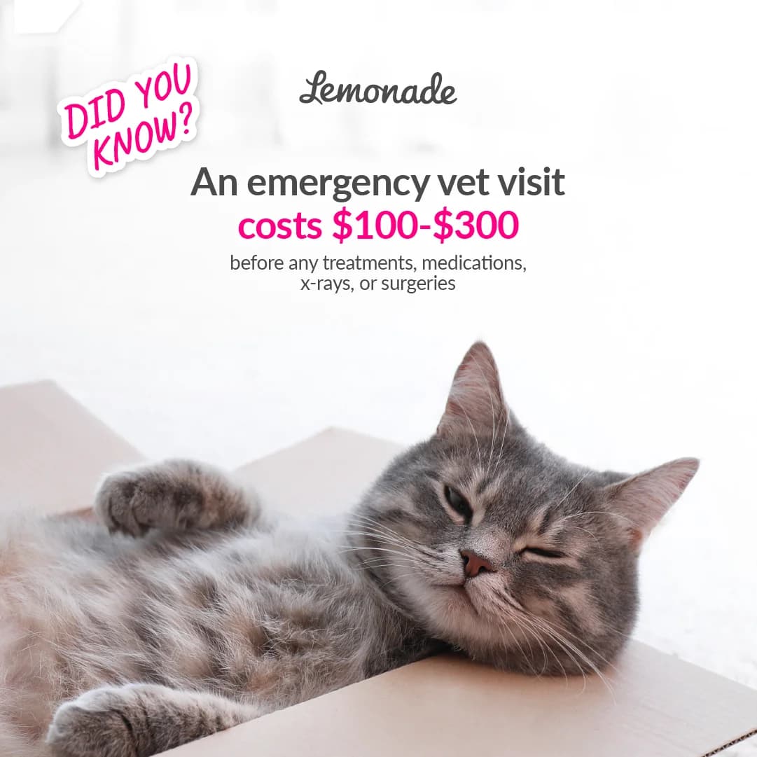 Lemonade Pet Insurance — Cute Cat Cost Awareness