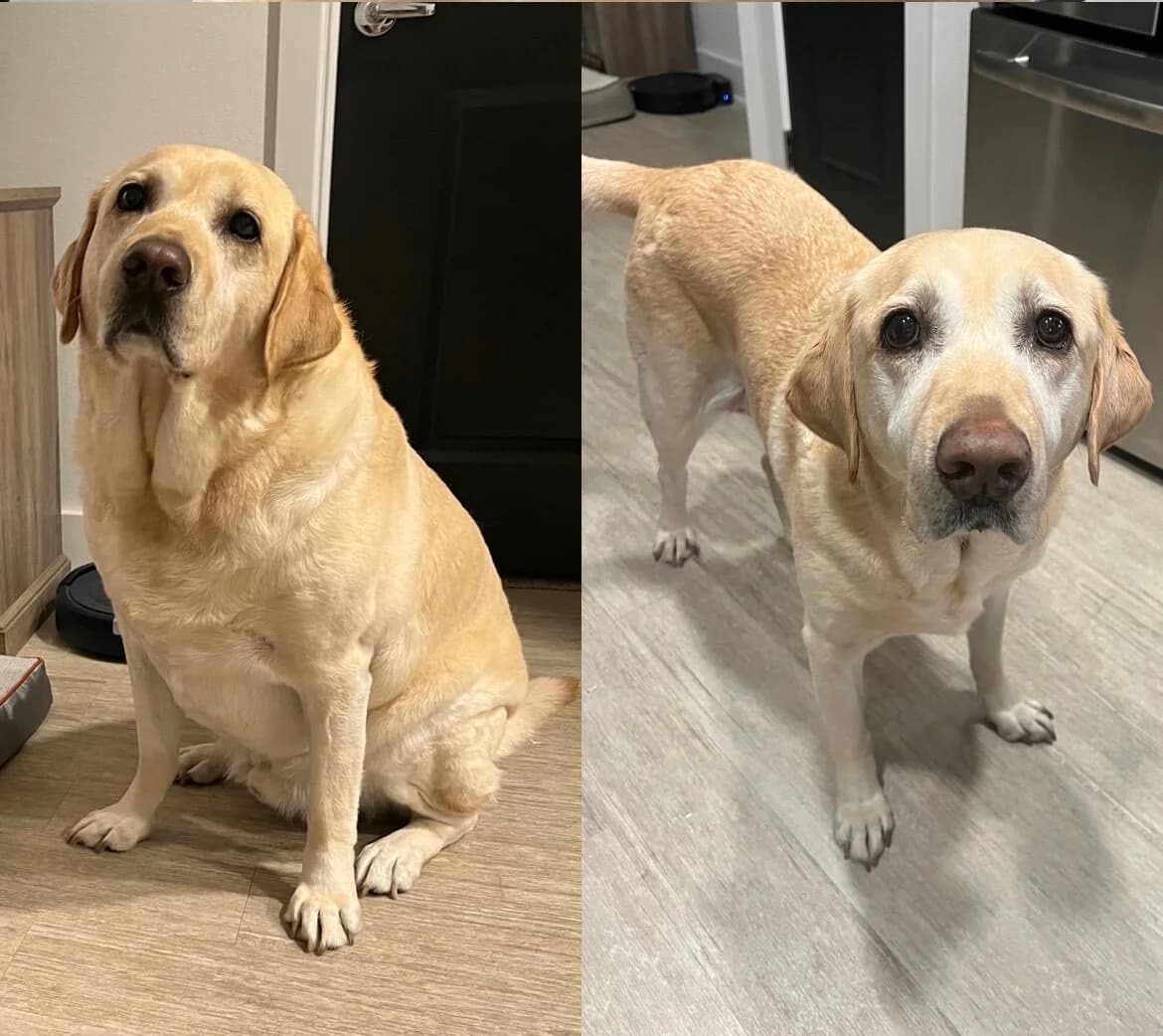 Labrador Weight Loss — Before/After Split Screen