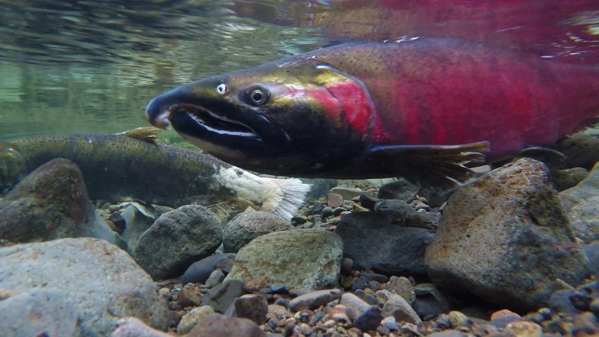 Vibrant Salmon Underwater — Dynamic Close-up