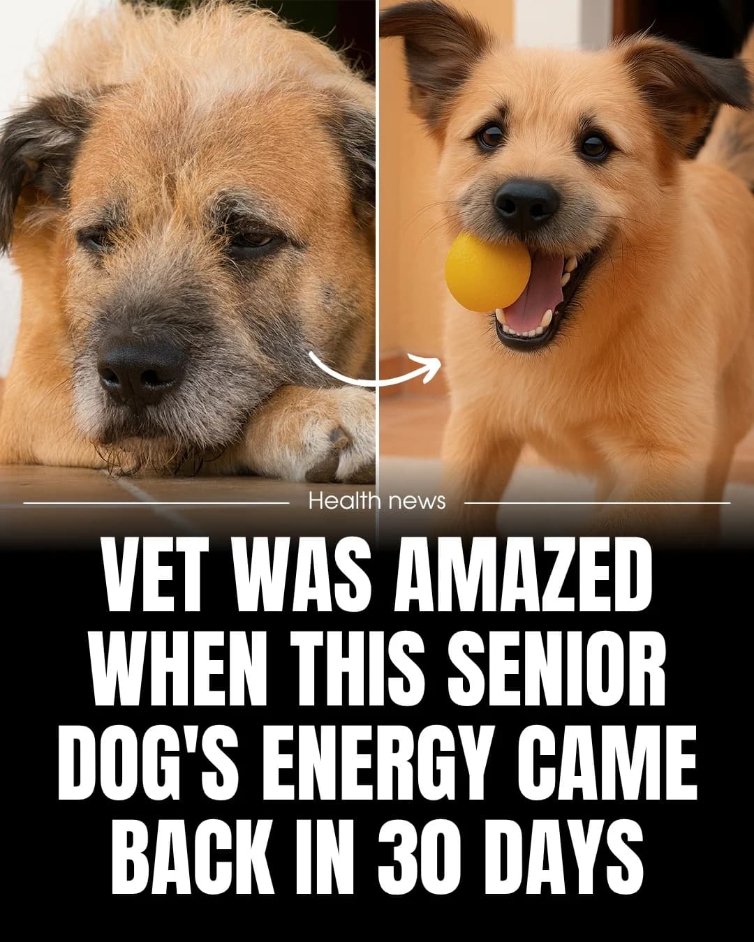 Senior Dog Energy — Before/After Split