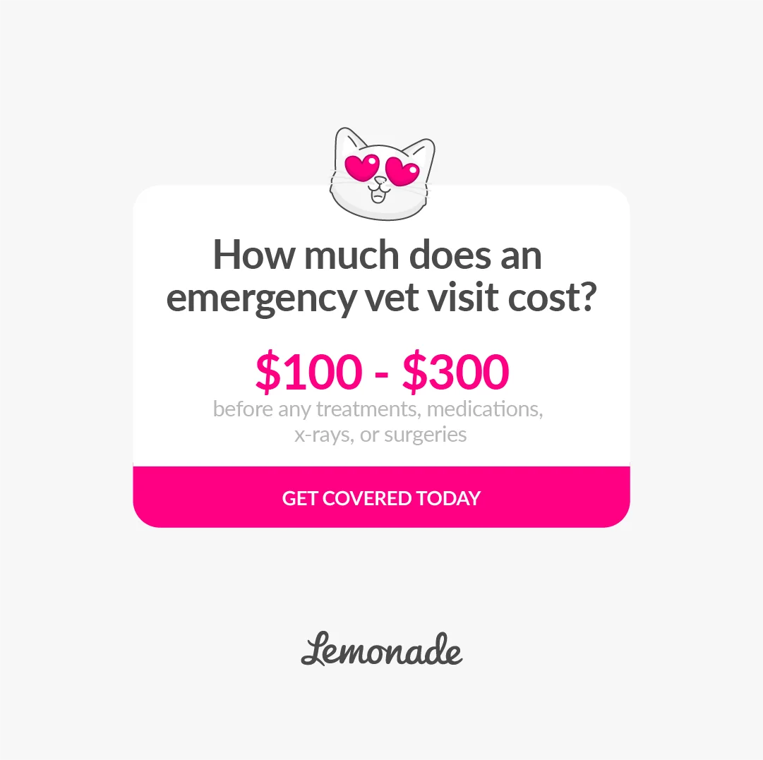 Lemonade Pet Insurance — Informative Card Layout
