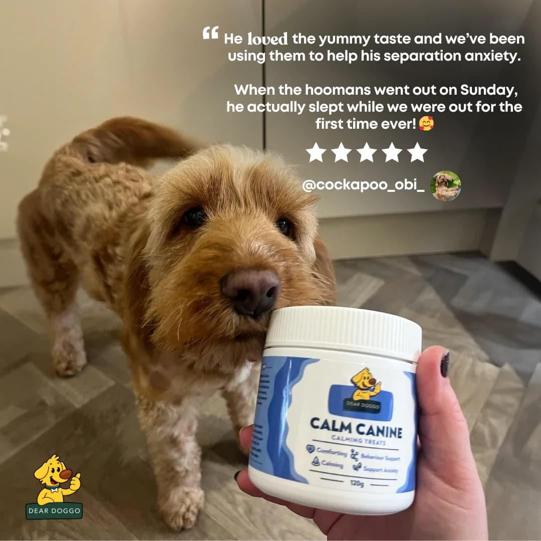 Dear Doggo Calm Canine — Testimonial with Dog