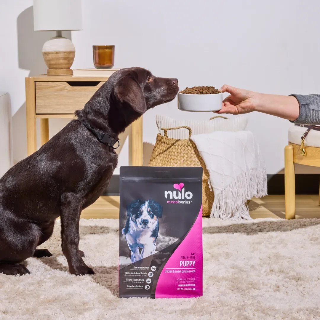 Pet product ad example: Petco ad with a chocolate Lab waiting as a hand lowers a bowl of food, with a bag of Nulo puppy food in front