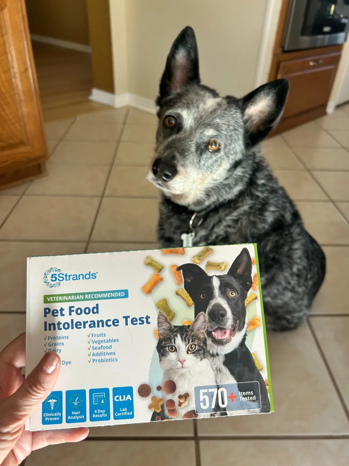 Pet product ad example: a hand holding a 5Strands pet food intolerance test box in front of a gray heeler on a kitchen floor