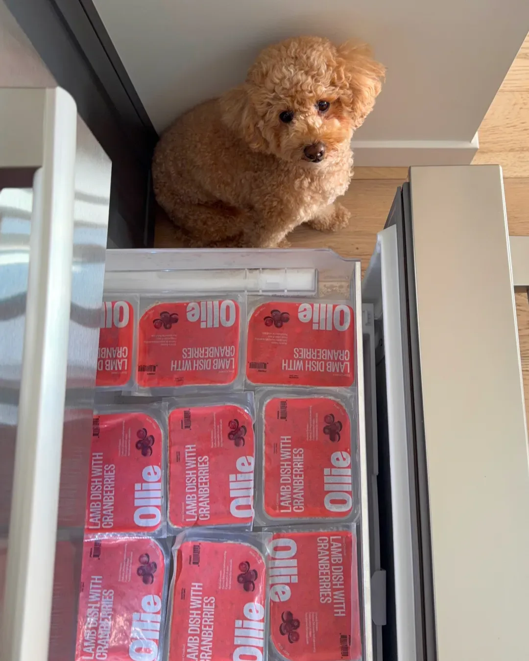 Dog food ad example: a poodle sitting above an open freezer drawer full of Ollie fresh food packs